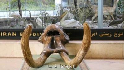 نمایش جمجمه 9 میلیون ساله ماموت در موزه تنوع زیستی پردیسان