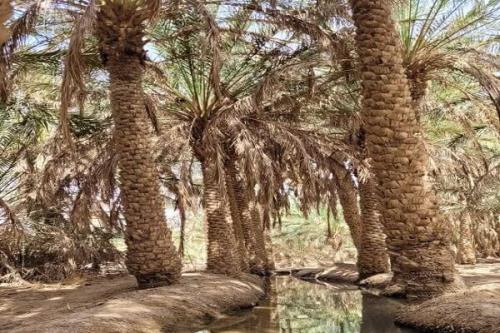 دهسلم نقاشی زیبای خداوند از نخل و کویر