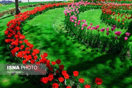 جشنواره لاله های کرج تا 20 فروردین برپاست