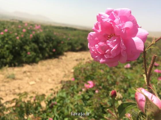 ثبت هشتم اردیبهشت به عنوان روز میمند در تقویم رویدادهای ملی