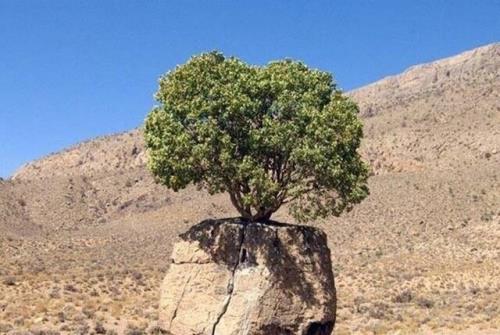 ثبت ۲ درخت کهنسال ارسنجان فارس در لیست آثار ملی ایران