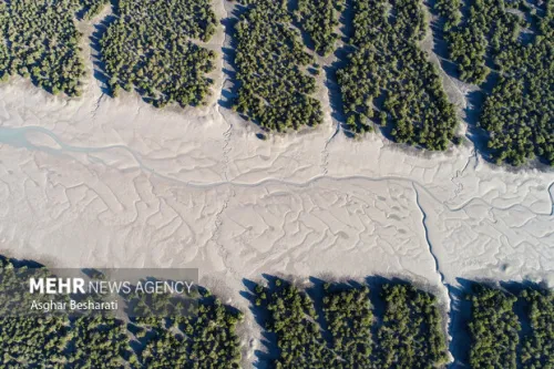 حرا، ریه سبز خلیج فارس و تکیه گاه زندگی در جزیره ۵ هزار نهال غرس شد