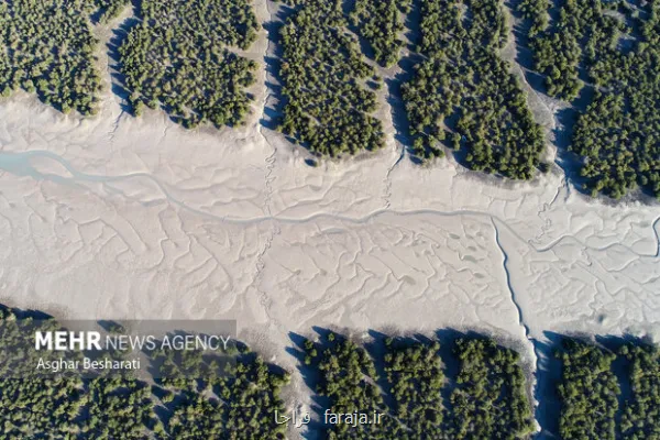 حرا، ریه سبز خلیج فارس و تکیه گاه زندگی در جزیره ۵ هزار نهال غرس شد