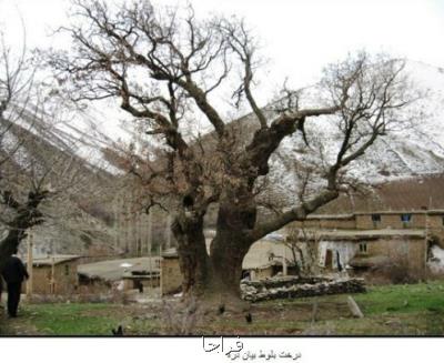14 درخت كهنسال در كردستان ثبت ملی شدند